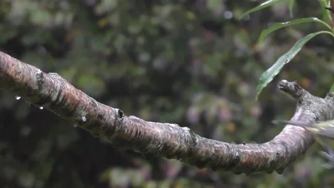 Great Tit Bird Video stock 229759178