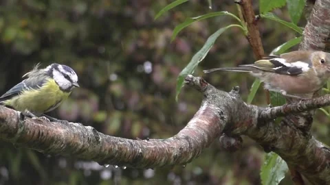 Great Tit Bird Video stock 229759191