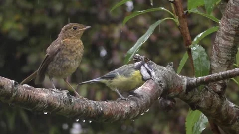 Great Tit Bird Stock Footage 229759192