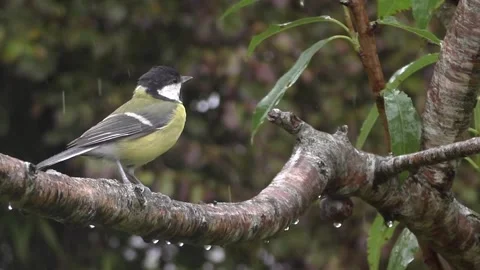 Great Tit Bird Stock Footage 229759196