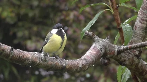 Great Tit Bird Stock Footage 229759199