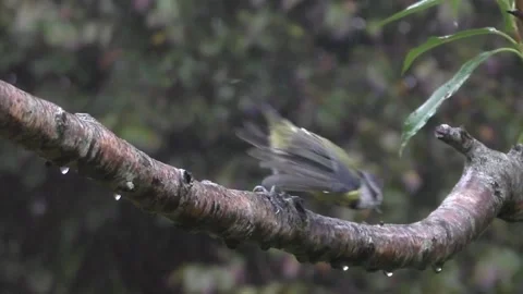 Great Tit Bird Stock Footage 229759218