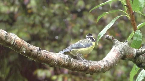 Great Tit Bird Stock Footage 229759506
