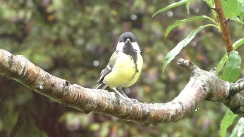 Great Tit Bird Stock Footage 229759507