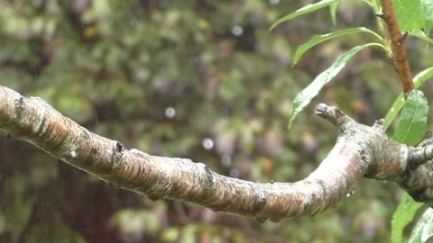 Great Tit Bird Stock Footage 229759511