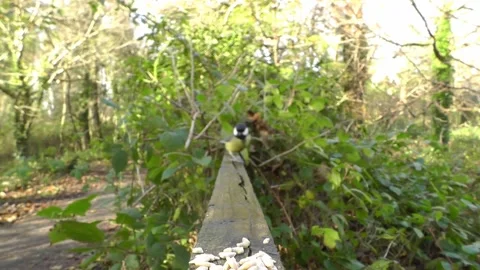 Great Tit Bird Video stock 229759516