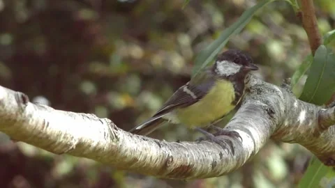 Great Tit Bird Stock Footage 229759536