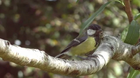 Great Tit Bird Stock Footage 229759537