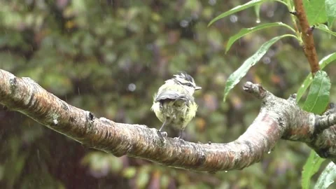 Great Tit Bird Stock Footage 229759538