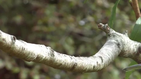 Great Tit Bird Video stock 229759547