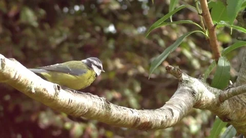 Great Tit Bird Video stock 229759548