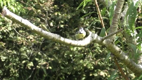 Great Tit Bird Stock Footage 229759559