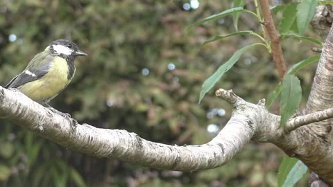 Great Tit Bird Stock Footage 229759560