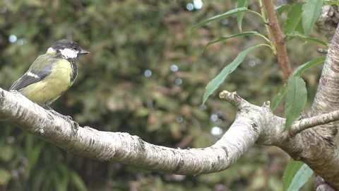 Great Tit Bird Stock Footage 229759569