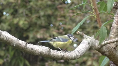 Great Tit Bird Stock Footage 229759570
