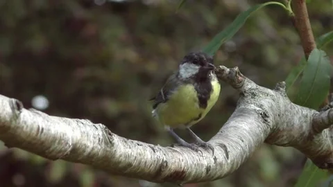 Great Tit Bird Stock Footage 229759593