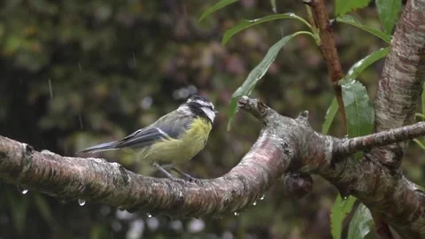 Great Tit Bird Stock Footage 229759594