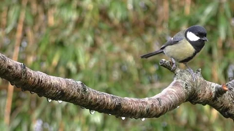 Great Tit Bird Stock Footage 229759600