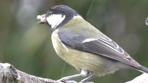 Great Tit Bird Stock Footage 229759603