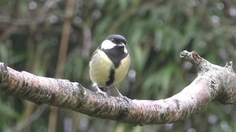 Great Tit Bird 스톡 동영상 229759612