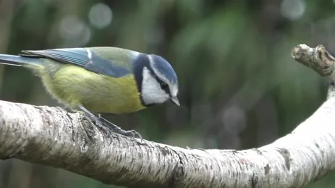 Great Tit Bird Video stock 229759617