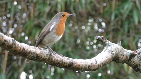 Great Tit Bird Stock Footage 229759618