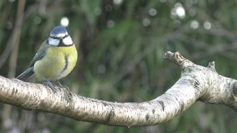 Great Tit Bird Stock Footage 229759619