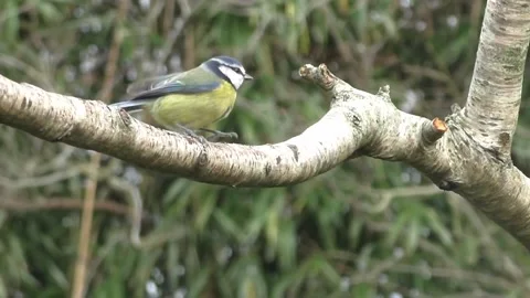 Great Tit Bird Stock Footage 229759628