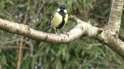 Great Tit Bird Stock Footage 229759629