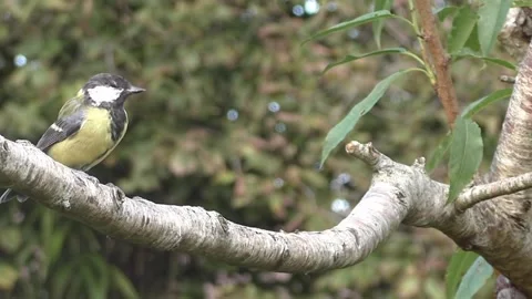 Great Tit Bird Stock Footage 229759630