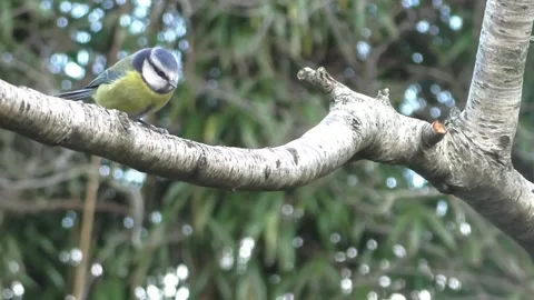 Great Tit Bird Stock Footage 229759631