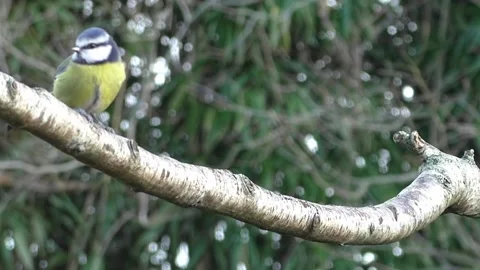 Great Tit Bird Stock Footage 229759633