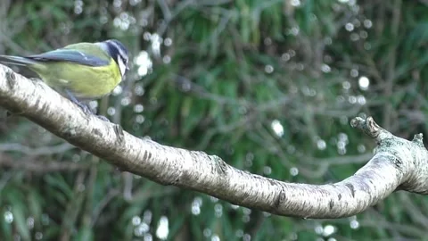 Great Tit Bird Video stock 229759634