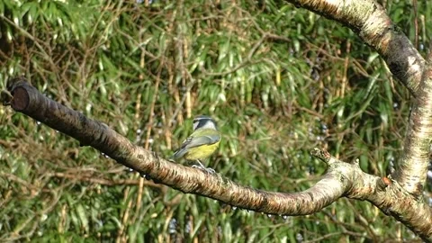 Great Tit Bird Video stock 229759635