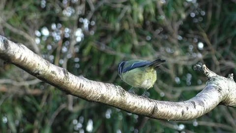 Great Tit Bird Stock Footage 229759639