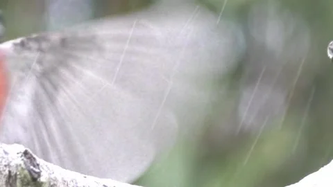 Great Tit Bird Video stock 229759642