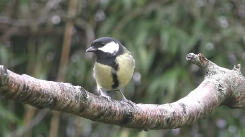 Great Tit Bird Stock Footage 229759643