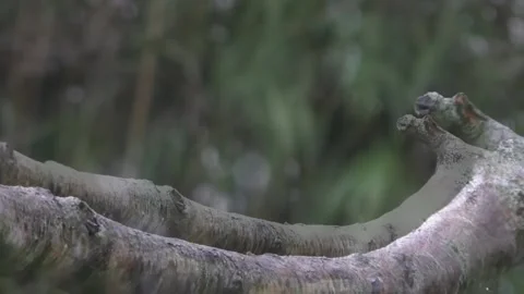 Great Tit Bird Stock Footage 229759645