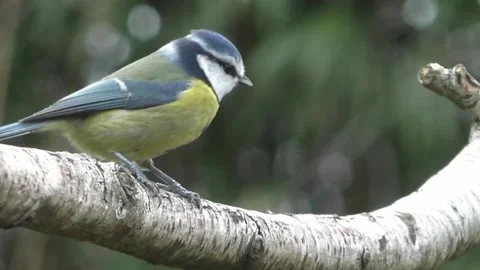 Great Tit Bird Stock Footage 229759646