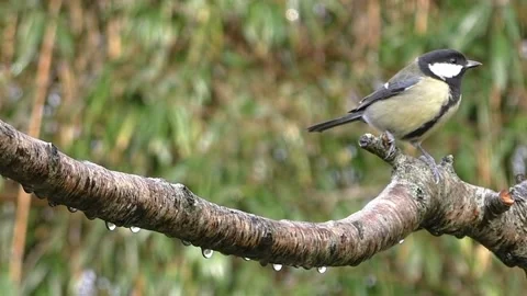 Great Tit Bird Stock Footage 229759650