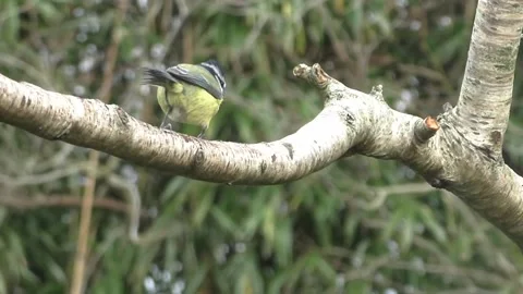Great Tit Bird Video stock 229759651