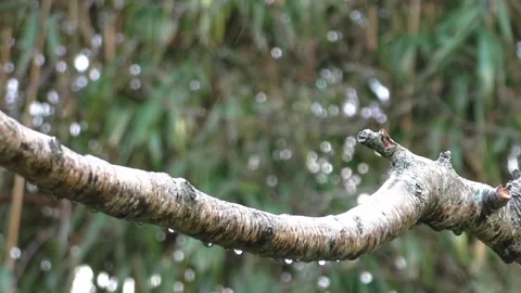 Great Tit Bird Video stock 229759652