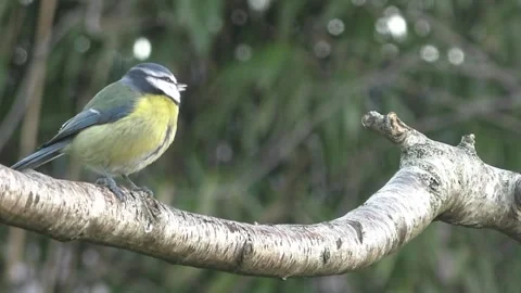 Great Tit Bird Stock Footage 229759656