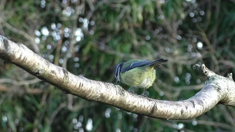 Great Tit Bird Stock Footage 229759660