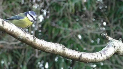 Great Tit Bird Stock Footage 229759662