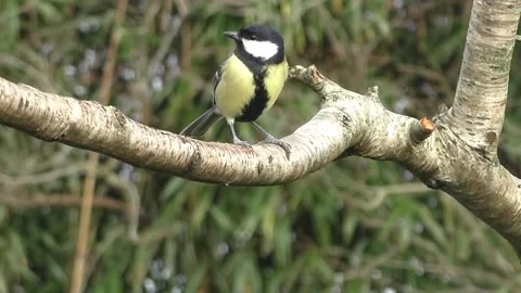 Great Tit Bird Stock Footage 229759663