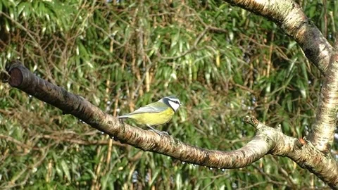 Great Tit Bird Stock Footage 229759664