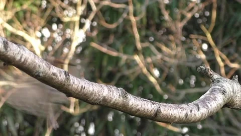 Great Tit Bird Stock Footage 229759665