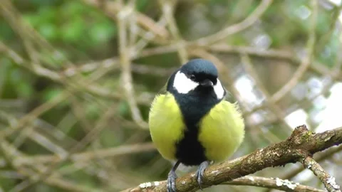 Great Tit Bird Video stock 229759671
