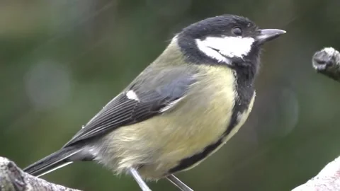 Great Tit Bird Stock Footage 229759675